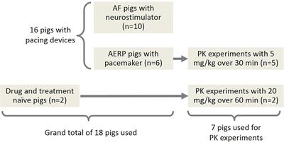 The KCa2 Channel Inhibitor AP30663 Selectively Increases Atrial Refractoriness, Converts Vernakalant-Resistant Atrial Fibrillation and Prevents Its Reinduction in Conscious Pigs